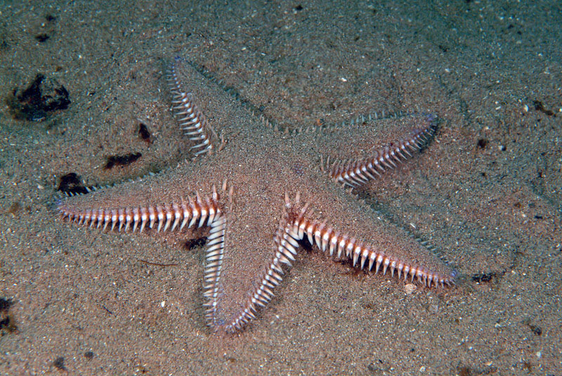 Astropecten platyacanthus (Philippi, 1837)